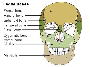 The Vomer Bone: Anatomy, Location, and Role in Nasal Airflow